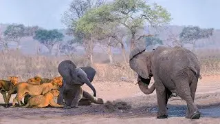 LEO IN BUSINESS! Lion vs elephant, crocodile, giraffe