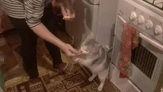 Эти забавные животные)))