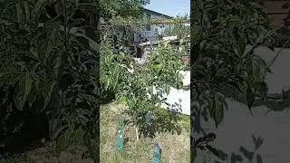 Примітивний спосіб формування крони дерева