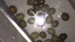 Button Quail Hatched!!!!!!!