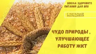 ЧУДО ПРИРОДЫ,  УЛУЧШАЮЩЕЕ РАБОТУ ЖКТ