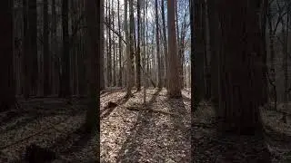 Sycamore and GrayLyn Loop
