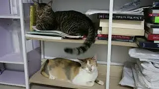 Sleepy cat but his tail continue to wag...LOL