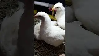 Эх, как без сена! 