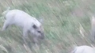 Поросята Венгерской Мангалицы