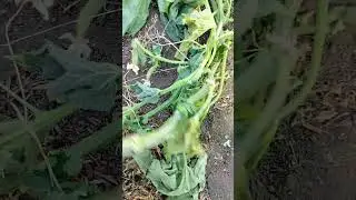 Выбрасываю большой куст огурцов #пропалиогурцы #дача #огород #сад #сохнутогурцы