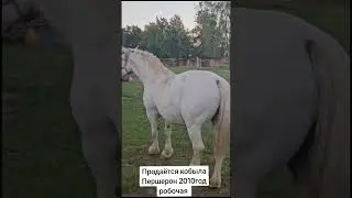 Продаться Першеронская Кобыла 2010 год 167 см Вазможен обмен и доставка