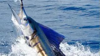 Biggest catch 36KG Sail Fish 🎣Kings Island Maldives Fishing competition 2023#fishing #maldives