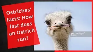 Ostriches' facts: How fast does an Ostrich run?