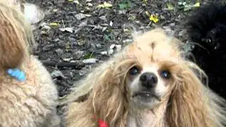 как Рина на меня ругалась !!!
