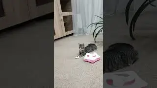 Чупсик и Лора отдыхают у нас в зоогостинице