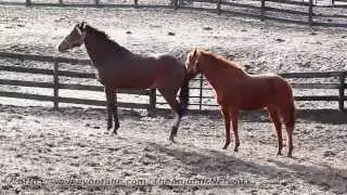 Horses Do Wierd Things