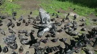 Птицы, голуби