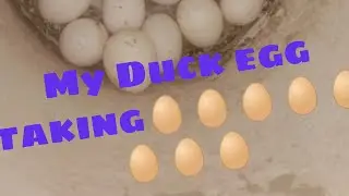 Village Creatures duck egg taking for 40 egg 🦆🥚🦆🥚🦆🥚🦆🥚🥚🦆🥚🦆🥚🦆🥚🦆🥚🦆🥚🦆🥚🦆🥚