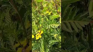 Autumn season
