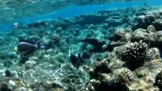 Египет шарм эль шейх рифы