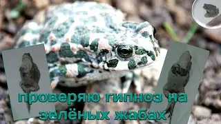 Зелёные жабы трудно поддаются гипнозу. Проверяем