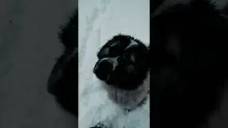 Снег в конце апреля #animal #собака #dog #животные #doglover #animaldog #счастье