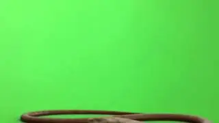 Green Screen FX, Snake/ King Cobra 320p