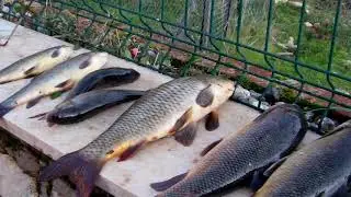 Sarigermede balık avi