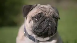 🐾Animais de Estimação - ANIMAIS Fantásticos.