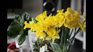 Narcis
