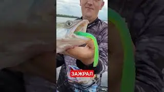 #youtubeshorts #youtuber #fishing #fishingtips #рекомендации #рек #рыбалка #врек #врекомендации