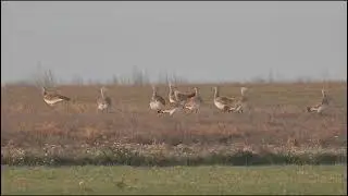 Great Bustards - Дропы