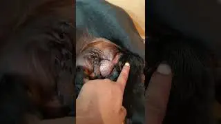 Rottweiler mother dog and newborn puppy shorts. 