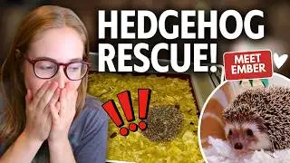 This Hedgehog Needed Help… So I Stepped In 🦔💛