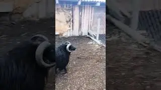 Бараны они и есть бараны😅 