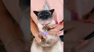Koko plays flowers dance 