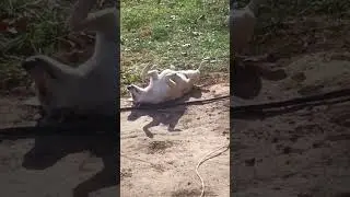 Guys... not chicken related. but these dogs are killing me 🤣🤣🥰