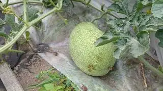 выращивание арбузов в средней полосе, Городец,  Нижегородская область 18 июля 2024