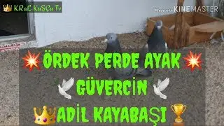 turkish tumbler pigeons ORDEK CURTAIN FOOT PLUG POWER