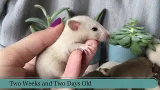 Primrose's First Litter | Breeding Rats