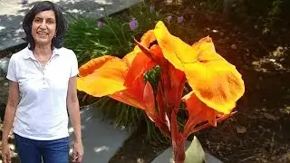 How To Grow Canna Plants - part 1 with updates