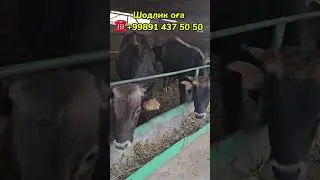 ЭРТАГА ЯНГИ ПАРТИЯ ШВЕЦ ПОРОДА МОЛЛАР КЕЛЯБДИ ХИВА  28-августа 2024 г.