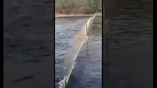 Российские браконьеры