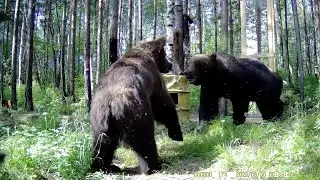 ВСТРЕЧА ДВУХ МЕДВЕДЕЙ НА ПРИВАДЕ.