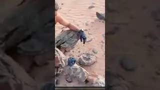 Туареги Azawad показали ещё пленных вагнеровцев.