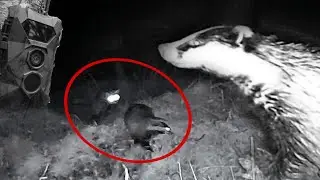 Un renard mord un blaireau devant le piège photo ! #animal #nature #wildlife