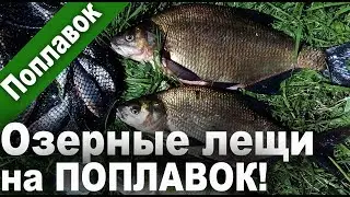 Лещи на поплавочную удочку! На перловку! Бонусный окунь (Рыбалка в 4K Ultra HD)