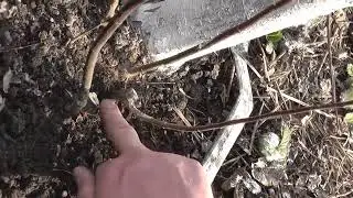 How to Prune Trees Correctly: A Beginner's Guide