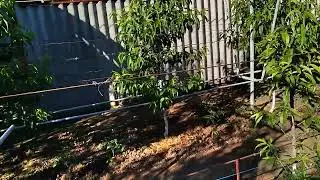 Spring pruning of peach trees onto spindles after planting. A first attempt for beginners!