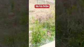 shorts//New short #santali #viral #dumka #viralvideo #video