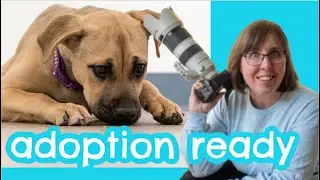 Volunteer DOG Photography COMPLETE Workflow, Tips & Inspiration for Rescue Dogs