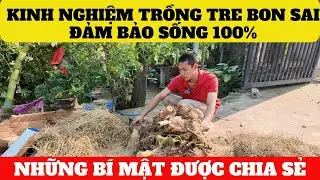 Bí Mật Kỹ Thuật Chơi Tre Bon Sai Được Chuyên Gia Tiết Lộ