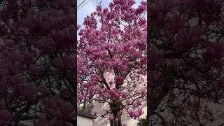 Printemps😍Весна🌷🌷🌷🌷 #paris #france