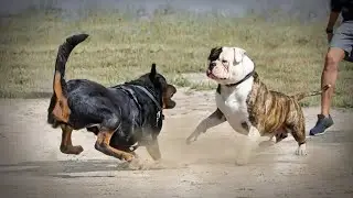 جنگ سگ بولداگ و روتوایلر | bulldog vs Rottweiler